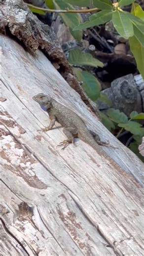 Western Fence Lizard Doing Push-Ups #nature #exercise #lizard
