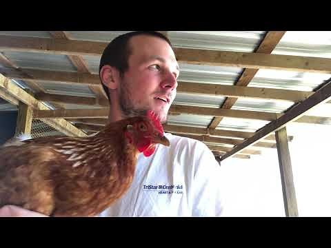 Chicken Head Stabilization
