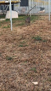 16K views · 1.2K reactions | Tigger is very talkative. Tigger is...