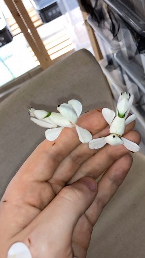 Adrian Kozakiewicz/Insecthaus® on Instagram: "Hymenopus coronatus from Malaysia"