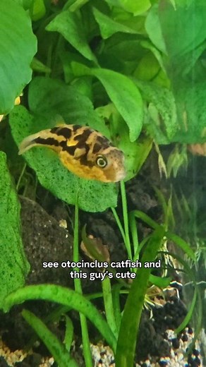 873K views · 23K reactions | My Nerdy Little Hobby: Ecosystem Vivariums - Wetlands Tank | Mikey Bustos | Facebook