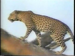 Barney & Friends Camera Safari Ending Credits