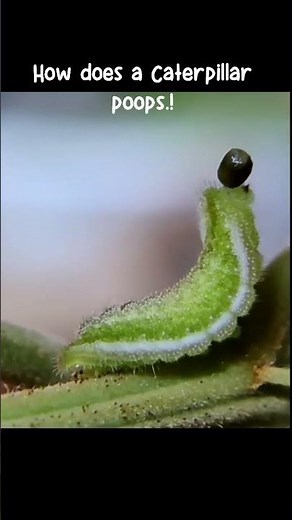Caterpillar pooping #तितली #natureshorts #ytshortvideo #butterflyfacts #lepidoptera #butterflyshorts