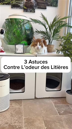 Plus d’odeurs dans la litière de ton chat ??? 3 astuces pour t’aider à ce problème #astuce #tip #chat #conseil