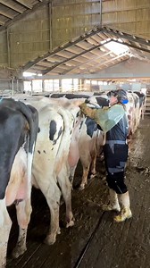 Cow Pregnancy Test | Julie J