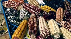 36K views · 612 reactions | Learn about our seed collection, rare seeds and the national heirloom expo. Take a look at this cool video with our friend Daletron from the San Diego seed library | Baker Creek Seeds | Facebook