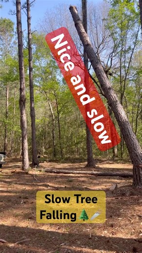 Slow Tree Falling 🌲🪚