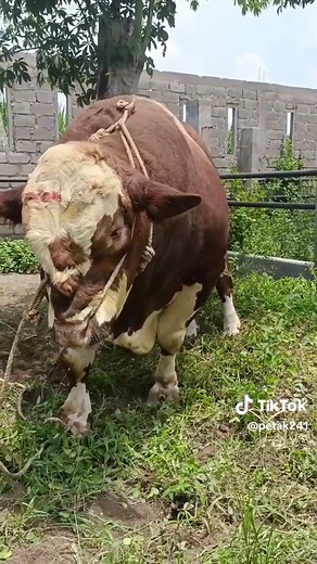 Sapi Kontes Indonesia: Peternak Sapi Limuzin Super