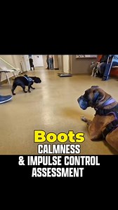 Boots didn’t just pass the Cool Masters assessment - she smashed it! 💥😍 Inside Bombproof Boxer Training Club we have a 12-week course focused on calmness and impulse control. These two concepts are super important when it comes to training Boxers. If they can relax in challenging situations and still listen and think when highly aroused, you’ll have a perfectly behaved Boxer without breaking their natural spirit! To earn the Cool Master title, members submit six assessment videos showing their