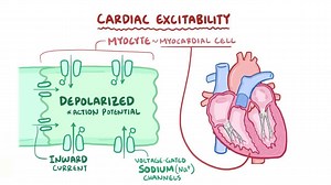 Video: Excitability and refractory periods - Video Explanation! | Osmosis | Osmosis