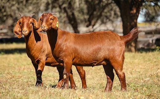 South African goat breeds raise the bar for global meat quality
