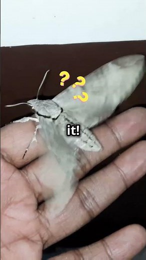 The Fascinating Venezuelan Poodle Moth! #wildlifeowners #facts #naturelovers #bug #wildlifefriendly
