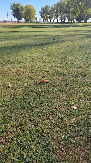 The ball... | Brenda Avadian