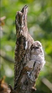 O GALHO que OBSERVA VOCÊ! #curiosidades #wildanimals #animaisincríveis