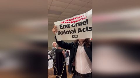 PETA crashes Freemason fundraiser over 'animal abuse' in their circus shows