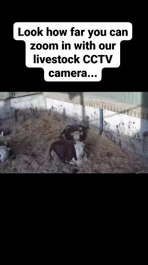 2.6K views · 38 reactions |  One of the many reasons I love having a livestock CCTV camera in the cattle shed...  Look how far you can zoom in!  I can read an ear tag on a cow that is sat on the opposite side of the shed  The only problem is that I end up staring at the screen trying to use telepathy to tell a cow to wiggle it's ears enough for me to see her tag  #cows #cow #calving #cowcam #CCTVCamera #farm #farming #farmlife | Elwess Herefords | Facebook