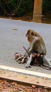 36K views · 1.5K reactions | Anna anger little baby Tilly touch her baby Ara! | Good Or Bad | Facebook