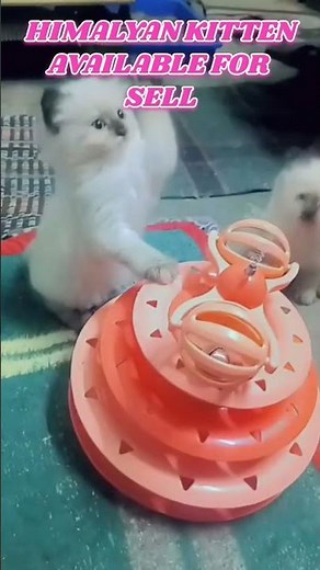 2 HIMALYAN KITTEN AVAILABLE FOR SELL | ADORABLE HIMALAYAN Kitten For Sale Now