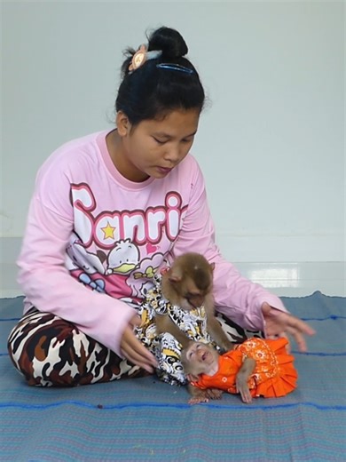 Cute Baby Monkey Bom's Family | Mr Bon