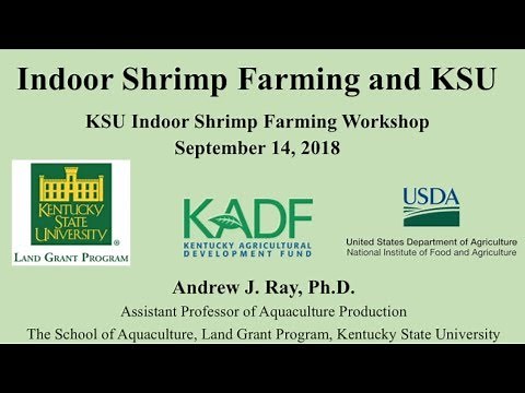 Indoor Shrimp Farming at KSU by: Andrew Ray