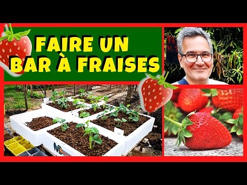 Culture de fraisiers et bar à fraises ! 🍓🍓🍓😋