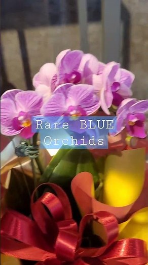 Rare Blue Orchids at Flower shop #flowers