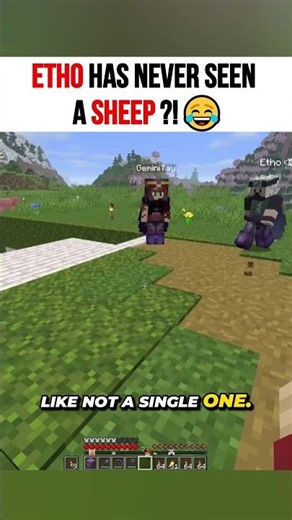 Etho has never seen a sheep?!