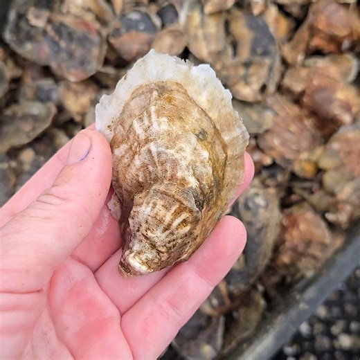 SHEshells🦪 on Instagram: "How an Oyster Makes Its Shell! 🐚✨ Oysters are amazing builders! They use a soft part of their body called the mantle to collect minerals from the ocean. The mantle mixes these minerals with a sticky protein and builds the shell layer by layer from the inside out. The proteins act like glue, holding everything together, while the calcium carbonate forms the hard layers. Bit by bit, the oyster adds more of this mix, creating a strong shell with a shiny inside and a roug
