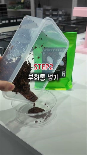 Hatching Crested Gecko Eggs STEP 4