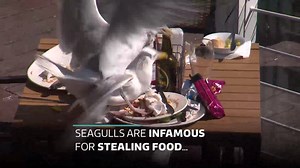 11K views · 41 reactions | Ever been eating an ice cream or chips near the seaside, when a seagull swoops and grabs your snack? Researchers say this trick will stop them! Watch the full news report here: https://www.itv.com/news/meridian/2019-08-07/stare-out-seagulls-to-stop-them-stealing-your-food-say-researchers/ | ITV News Meridian | Facebook