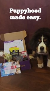 982K views · 50 reactions |  Calling all puppy pawrents!  PupBox will walk you through the puppyhood journey. Tell us about your pup and we will send you a monthly box of toys, treats, accessories and training information that you and your puppy will love. Puppyhood is hard, PupBox is here to help. #Woof | PupBox | Facebook