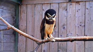 Spectacled Owl Stands Itself On A Bare Branch