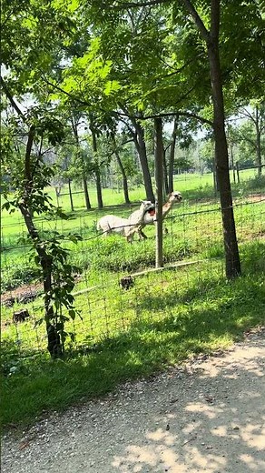 Two Alpaca’s Fighting For Dominance! #shalom #alpaca #wildlife