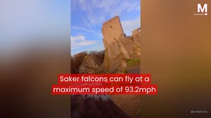 Epic GoPro footage shows POV of flying falcon