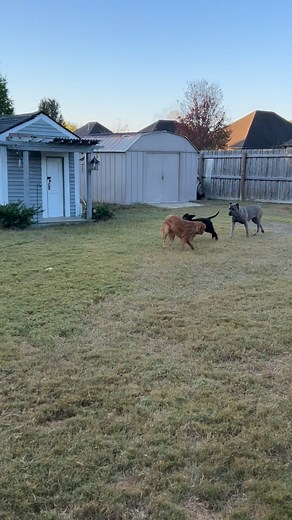 Social play is one of the best ways for puppies to learn when it is...