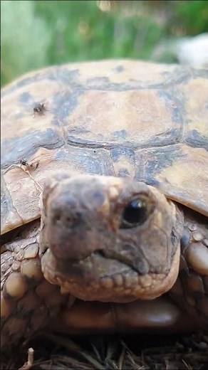 🌳 TREES Are the LUNGS of the PLANET… Really? | Educational Videos for Children | @HappyLearningEN