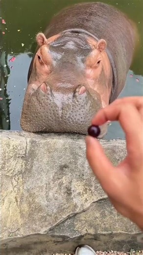 Unbelievable never feed peice of grapes to animal.