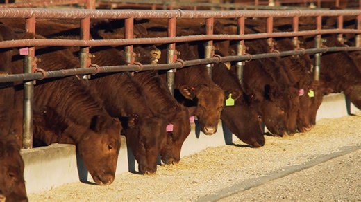 1.3K views | Red Angus Association of America, Director of Commercial Marketing, Kelly Smith joins us to discuss the growth in the red angus breed, the new Angus Access program, and the partnership with the Sustainable Beef processing plant. | Northern Ag Network | Facebook
