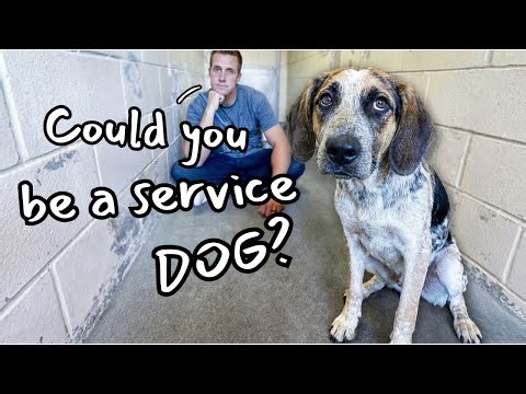 Here's What a Soldier Saw in this Dog NO ONE Wanted 🥲