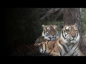Big Cat Love