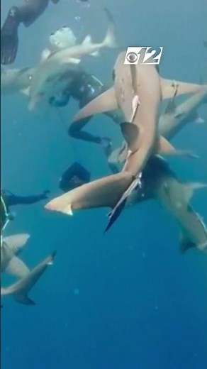 'She latched on to me': Helping hand met with bite after Florida man gets injured by shark