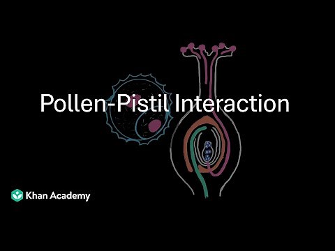 Pollen Pistil interaction | Sexual reproduction in flowering plants | Biology | Khan Academy