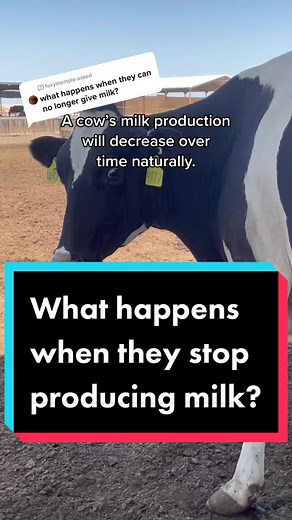Understanding a Cow's Milk Production Cycle