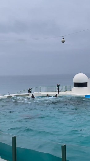 62M views · 331K reactions | A living #ocean #underwater #oceanlife #fish #foryou #fyp (25) | Robin Tant | Facebook