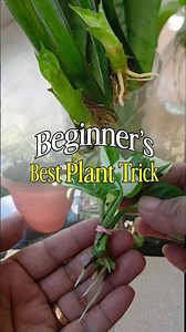 Visible Roots, Visible Growth|Simple start, strong roots#waterpropagation #beginnerfriendly #plants