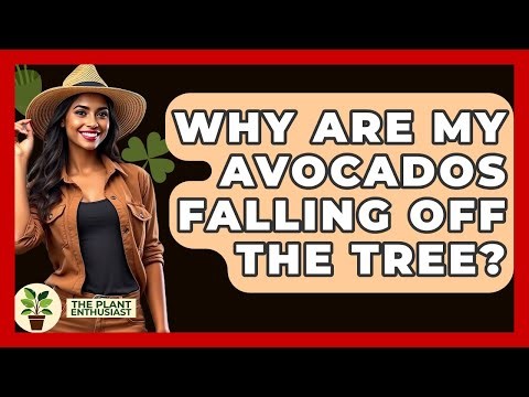 Why Are My Avocados Falling Off The Tree? - The Plant Enthusiast