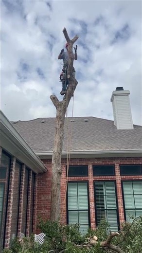 Tree Removal Rigging between House and Pool (2)