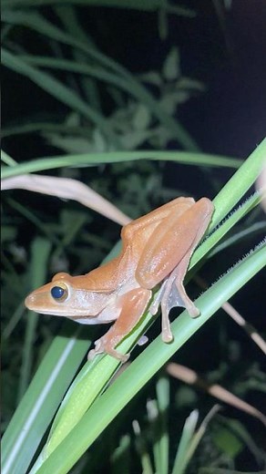 You Can't Stop Laughing at These Funny Frogs