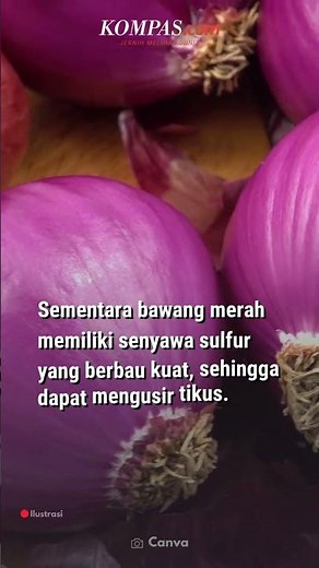 Tikus Paling Benci Bau Benda Ini, Ampuh untuk Usir dari Rumah