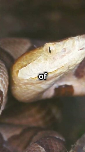 Eastern Brown Snake - Australia’s Deadliest Serpent